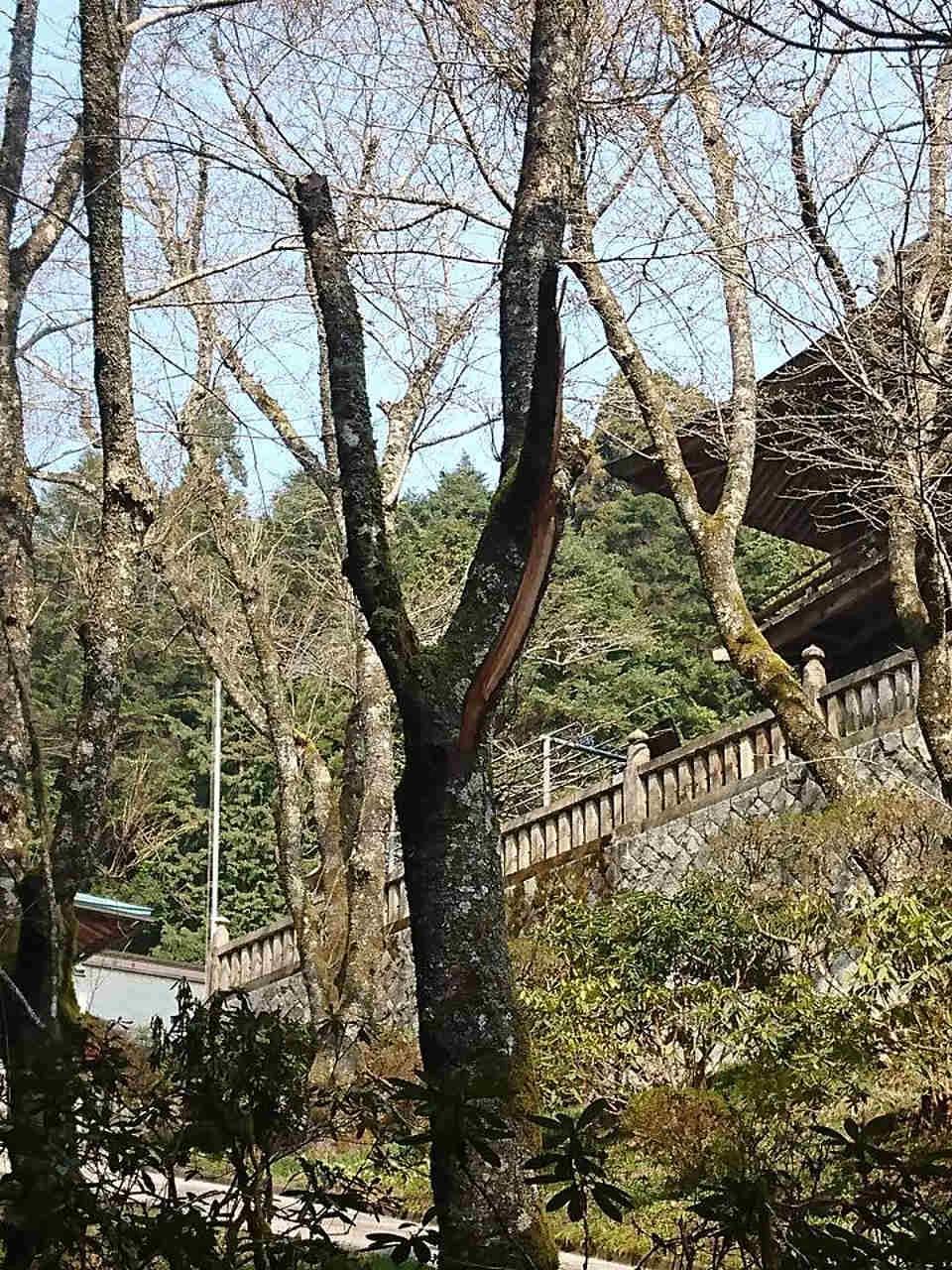 まもなく桜の開花の画像