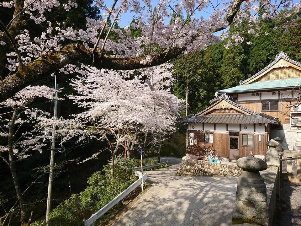 桜が満開になりましたの画像