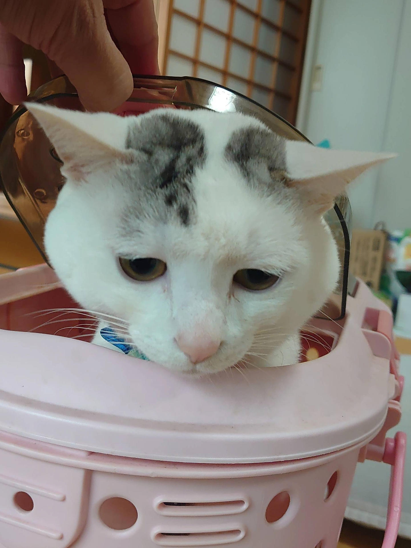テンちゃんのある日の1日の画像