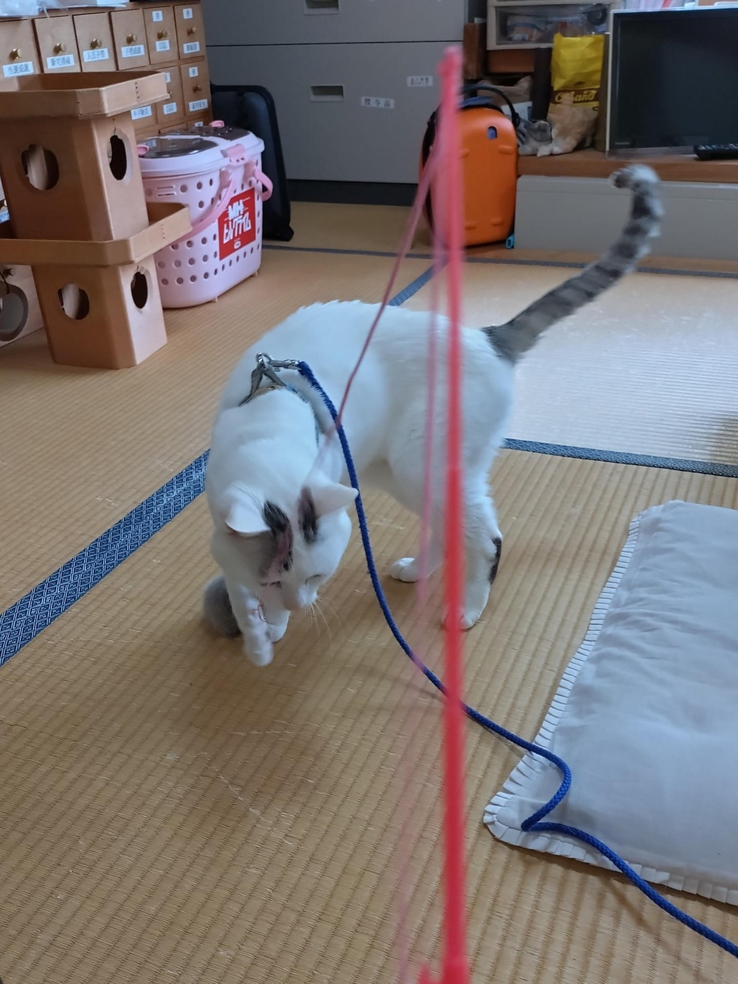 テンちゃんのある日の1日の画像