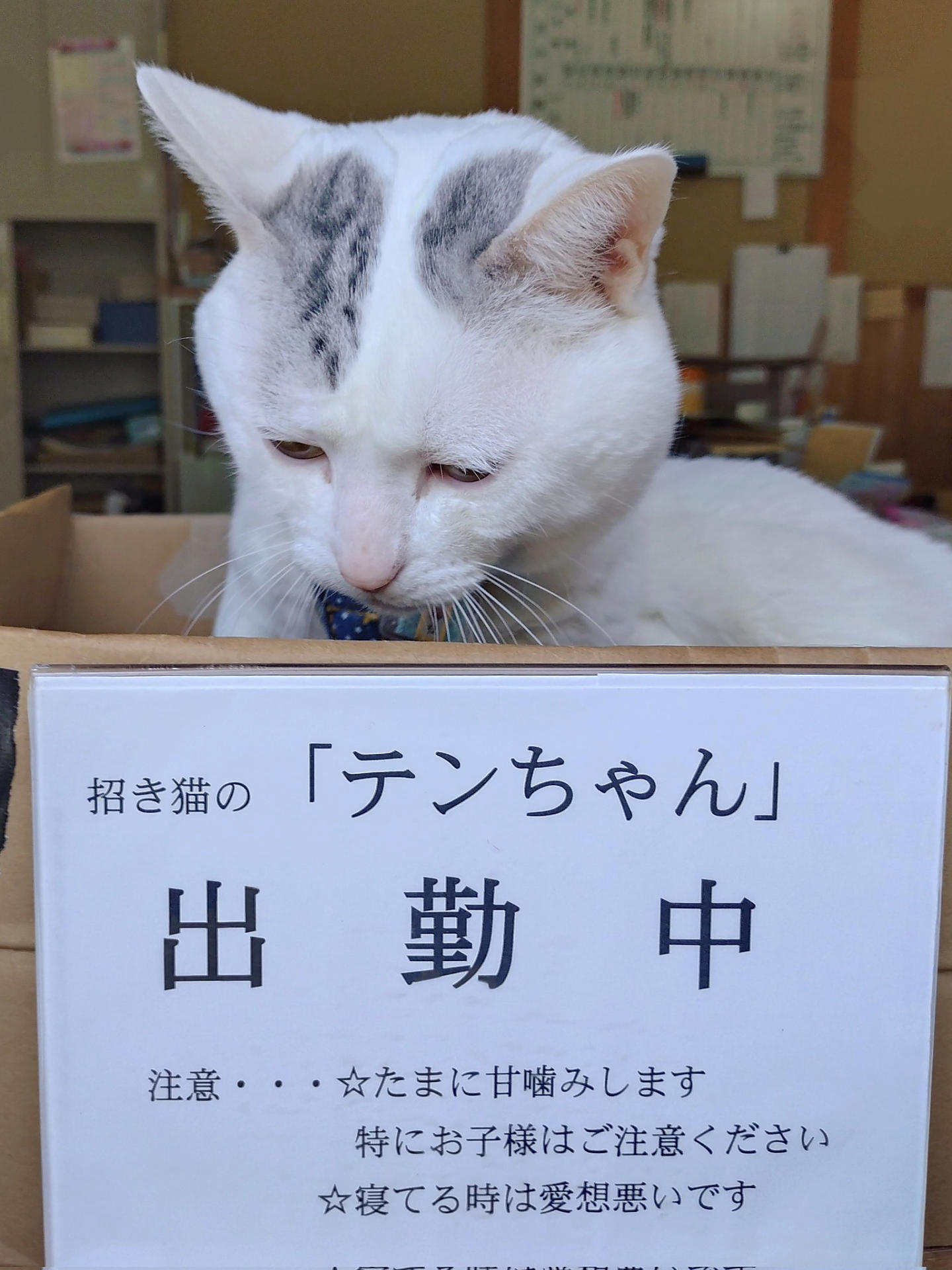 テンちゃんのある日の1日の画像