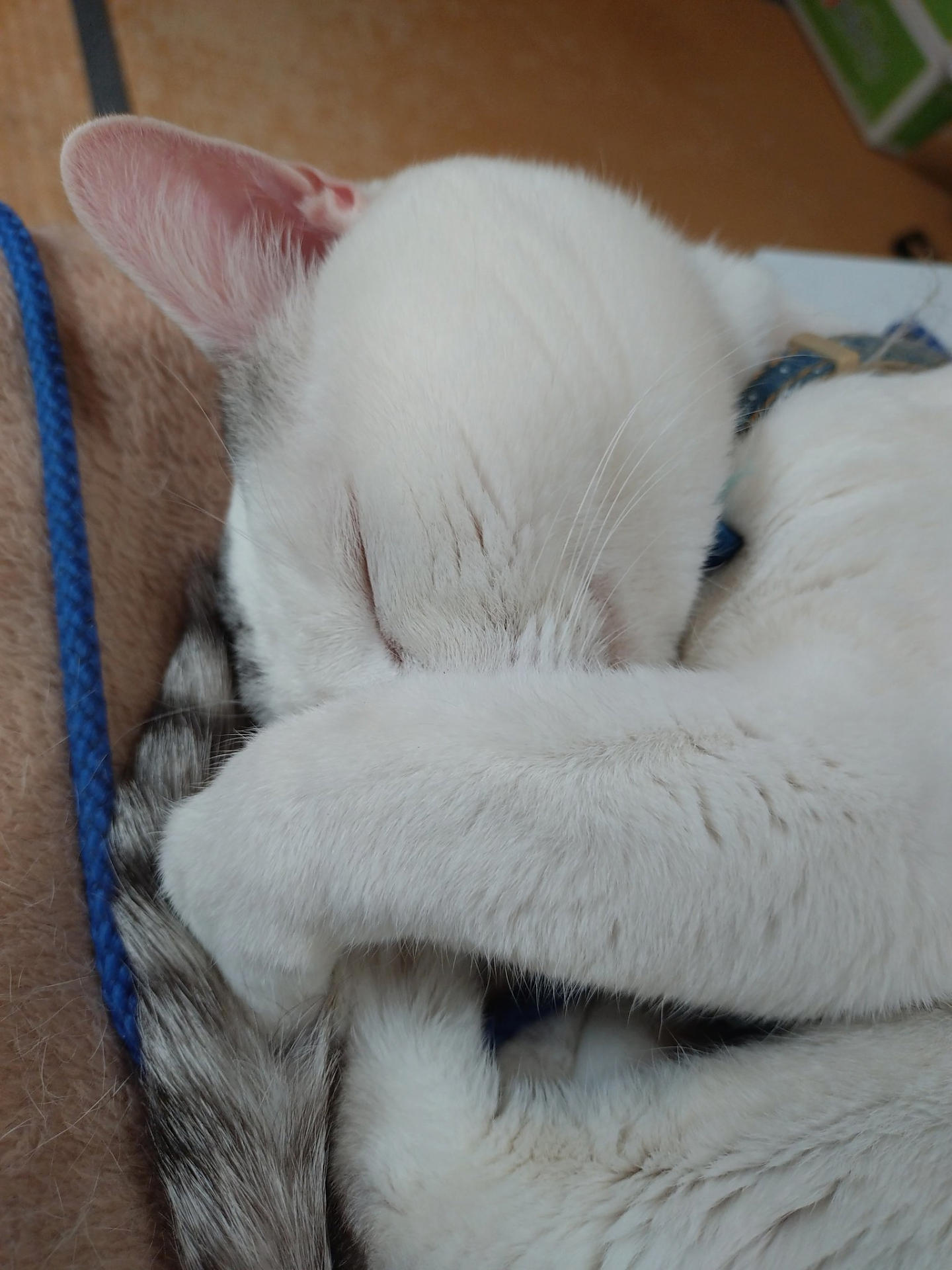 テンちゃんのある日の1日の画像