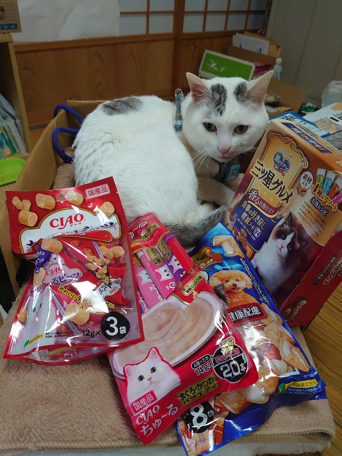 テンちゃんのある日の1日の画像