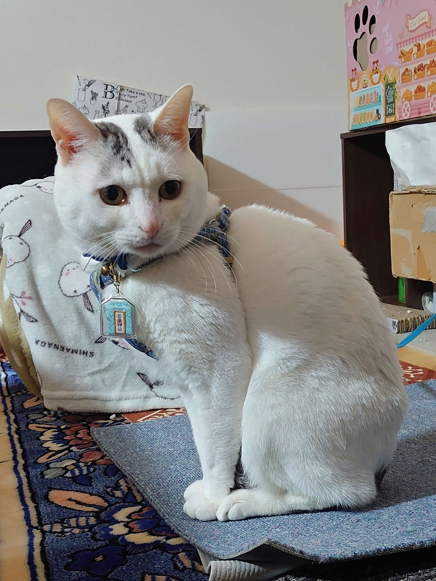 テンちゃんのある日の1日の画像