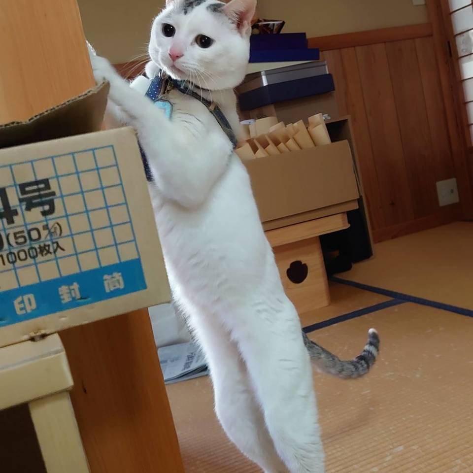 ギャラリーの画像