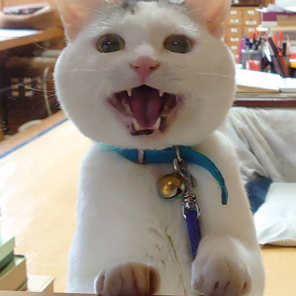 ギャラリーの画像