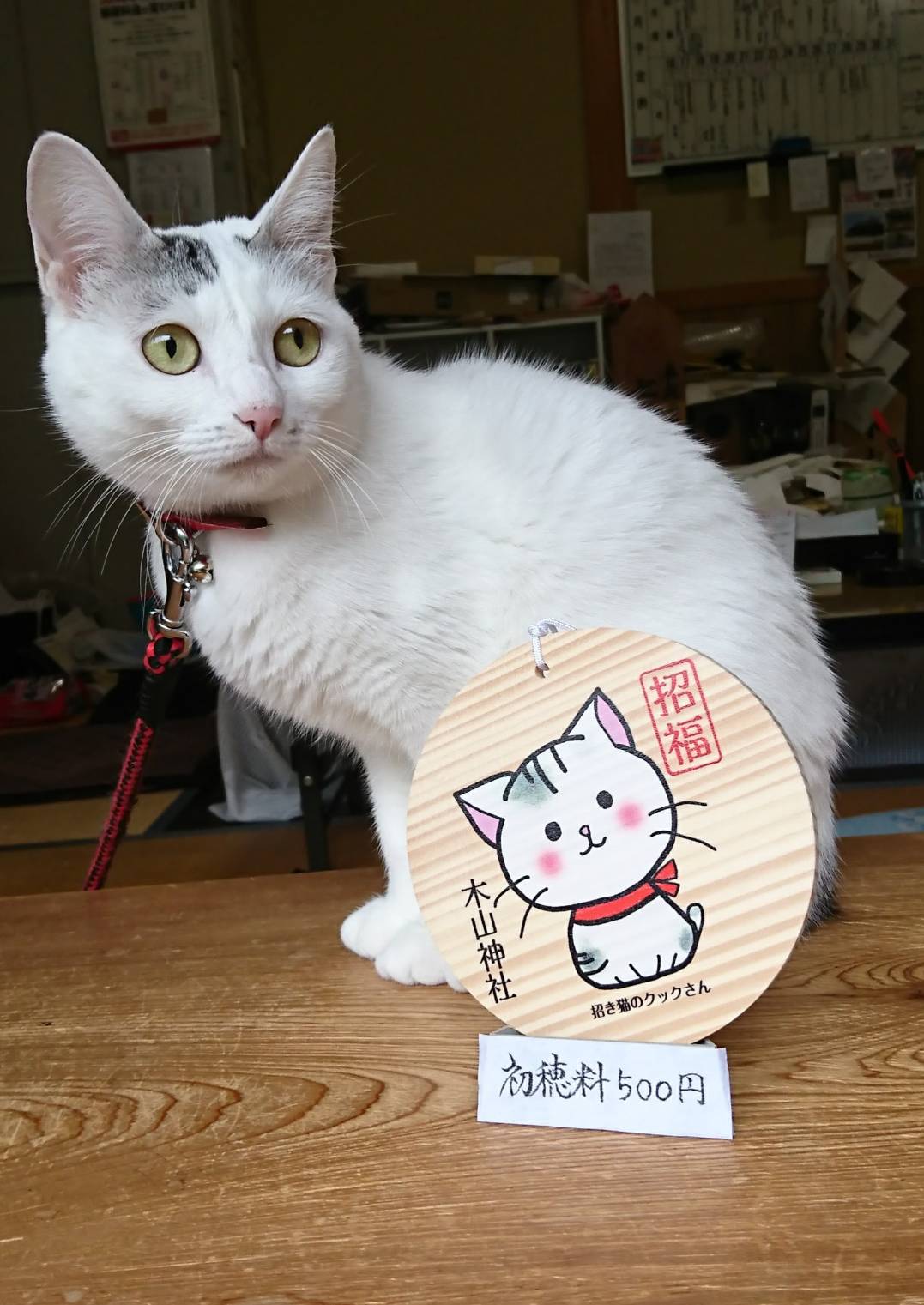 クックさんの画像