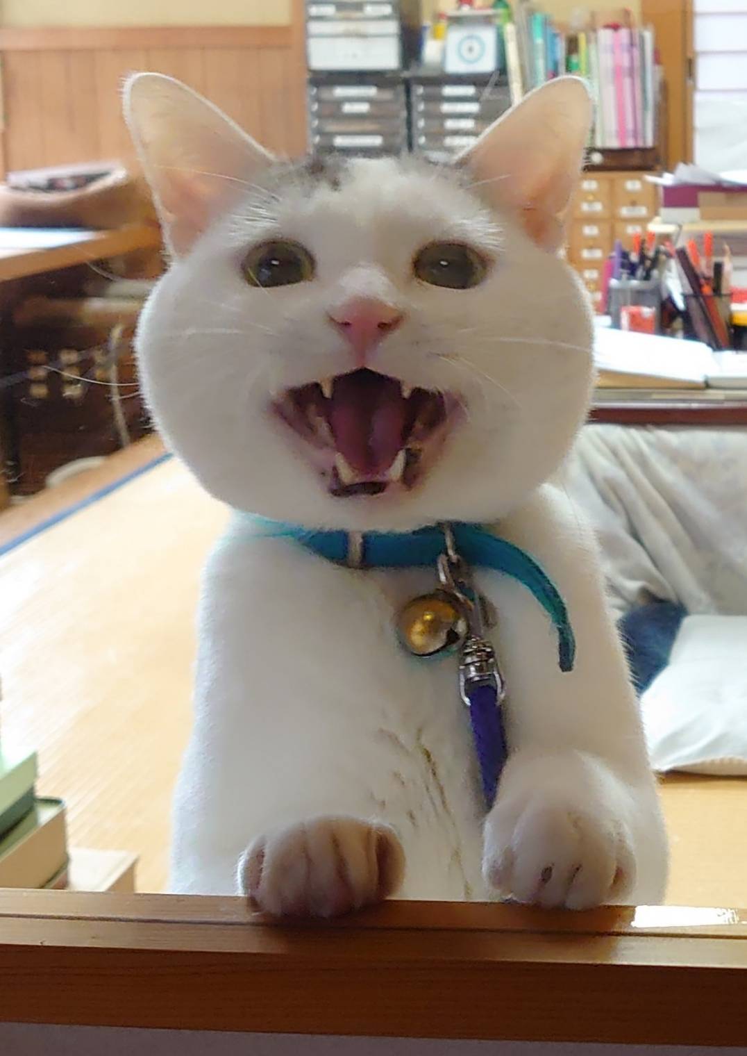 テンちゃんの画像