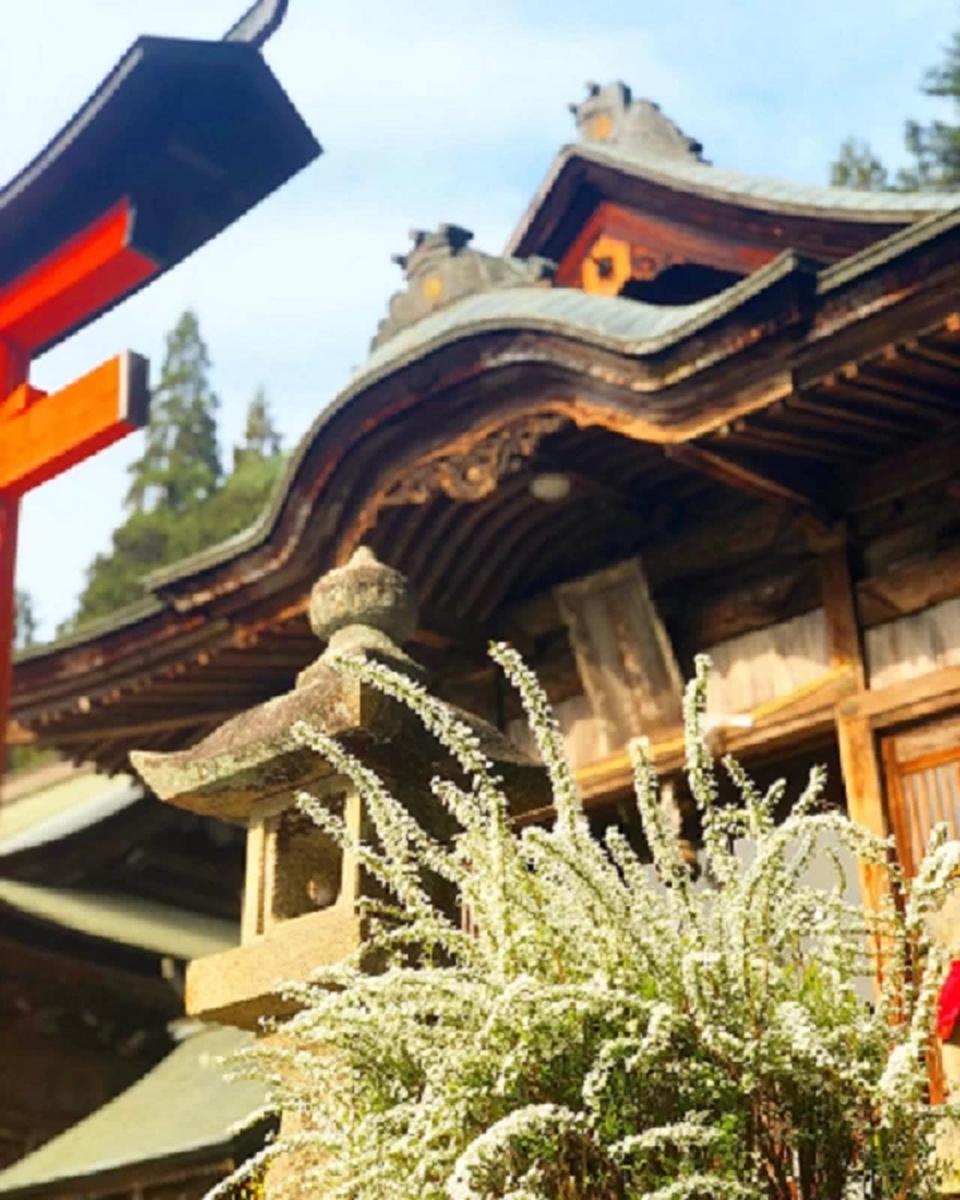 お花見日和の画像