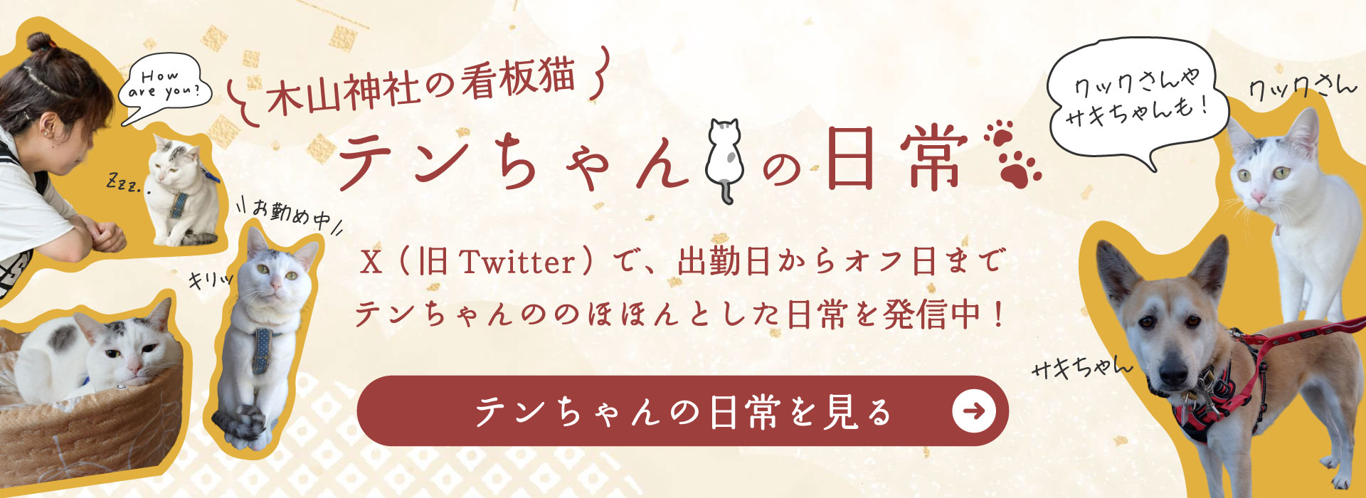 木山神社の看板猫、てんちゃんの日常。X（旧Twitter）で、出勤日からオフ日までてんちゃんののほほんとした日常を発信中！てんちゃんの日常を見る。クックさんやサキちゃんも！