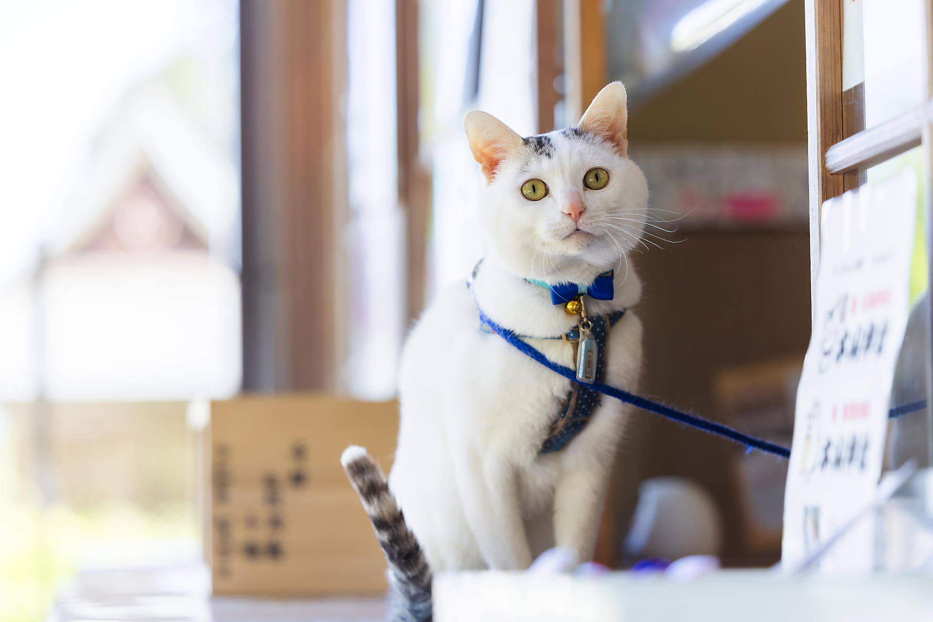 招き猫・こま犬 | 木山神社｜岡山県真庭市木山鎮座