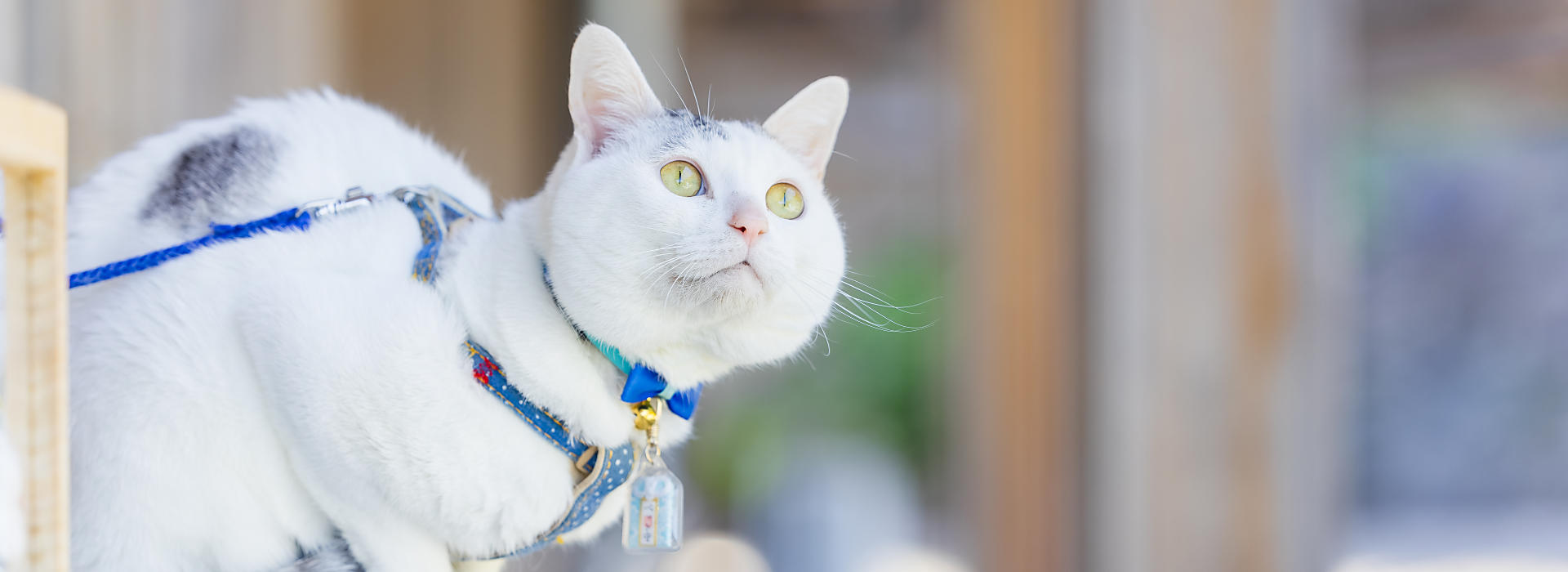 招き猫・こま犬 | 木山神社｜岡山県真庭市木山鎮座